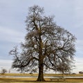 A Dormant Tree