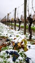 Dormant vineyard rows covered in fresh snow with clusters of ripe grapes on the ground Royalty Free Stock Photo