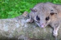 Dormouse on branch Royalty Free Stock Photo