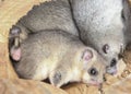 The dormouse family, Glis glis hibernates in the nest