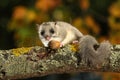 Dormouse, Glis glis eats acorn on the branch