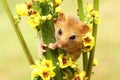 Dormouse on mullein Royalty Free Stock Photo