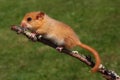 Dormouse Muscardinus avellanarius Royalty Free Stock Photo