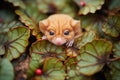 dormouse nestled within maple leaf pile