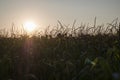 Dorn in green corn field Royalty Free Stock Photo