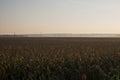 Dorn in green corn field Royalty Free Stock Photo