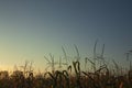 Dorn in green corn field