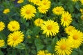 Doronicum Royalty Free Stock Photo