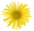doronicum Royalty Free Stock Photo