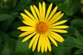 Doronicum Royalty Free Stock Photo