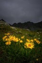 Doronicum austriacum blooming flowers plants on the slope in the mountains.