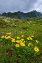 Doronicum austriacum blooming flowers plants on the slope in the mountains.