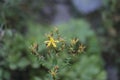 doronicum austriacum in green meadow