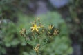 doronicum austriacum in green meadow