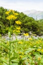 Doronicum austriacum Jacq..