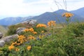 Doronicum austriacum Royalty Free Stock Photo