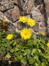 Doronicum columnae is an undemanding, yellow-flowering perennial herb. In the Czech Republic it is considered a domesticated neoph