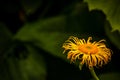 Doronicum flower Royalty Free Stock Photo