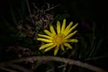 Doronicum flower seen up close Royalty Free Stock Photo