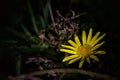 Doronicum flower seen up close Royalty Free Stock Photo