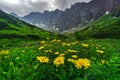 Doronicum flowers at High Tatras