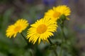Doronicum flowers in the spring Royalty Free Stock Photo