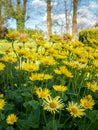 Doronicum grandiflorum in blossom Royalty Free Stock Photo