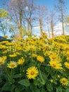 Doronicum grandiflorum in blossom Royalty Free Stock Photo