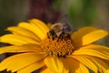 Doronicum grandiflorum and a bumblebee Royalty Free Stock Photo