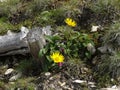 Doronicum grandiflorum Royalty Free Stock Photo