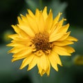 Doronicum grandiflorum flower Royalty Free Stock Photo