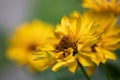 Doronicum grandiflorum flower Royalty Free Stock Photo