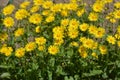 Doronicum orientale blooms in a flower bed Royalty Free Stock Photo