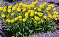 Doronicum orientale blooms in a flower bed Royalty Free Stock Photo