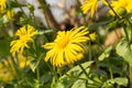 Doronicum Orientale. Close up yellow blossoms. Garden flower Royalty Free Stock Photo