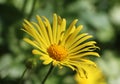 Doronicum orientale flower Royalty Free Stock Photo