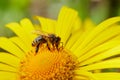 The Doronicum orientale Leopard`s Bane with a bee close up. Royalty Free Stock Photo