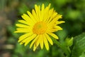 The Doronicum orientale Leopard`s Bane. Season blooming Perennial flowers