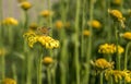 Doronicum orientale ,Leopard`s Bane, spring flower like a yellow daisy, beautiful background. Royalty Free Stock Photo