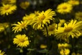 Doronicum orientale Leopard`s Bane - spring flower like a yellow daisy, beautiful background. Sunflower family Royalty Free Stock Photo