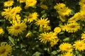 Doronicum orientale Leopard`s Bane - spring flower like a yellow daisy, beautiful background. Sunflower family Asteraceae Royalty Free Stock Photo