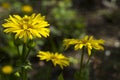 Doronicum orientale Leopard`s Bane - spring flower like a yellow daisy, beautiful background. Sunflower family Asteraceae Royalty Free Stock Photo