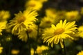 Doronicum orientale Leopard`s Bane - spring flower like a yellow daisy, beautiful background. Sunflower family Asteraceae Royalty Free Stock Photo