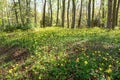 Doronicum orientale Leopard`s Bane - spring flowers. Royalty Free Stock Photo