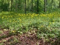 Doronicum orientale, Leopard`s Bane, spring flowers. Royalty Free Stock Photo