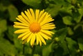 Doronicum orientale - leopard\'s bane, yellow daisy spring flower closeup Royalty Free Stock Photo