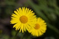 Doronicum orientale - leopard's bane, yellow daisy spring flower Royalty Free Stock Photo