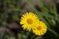 Doronicum orientale - leopard's bane, yellow daisy spring flower Royalty Free Stock Photo