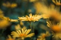 Doronicum orientale yellow flower close up. Also known as leopard's bane flowers. Daisy like flower, moody background. Royalty Free Stock Photo