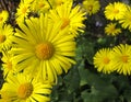 Doronicum Orientale Yellow Flower close up. Also known as Leopard\'s bane flowers Royalty Free Stock Photo